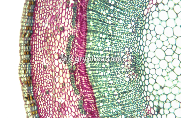 Tige de Marronnier CT x25 - gryphea.com